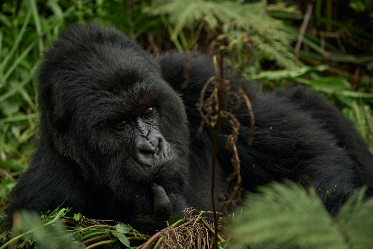 7-night Iconic Great Apes Safari 