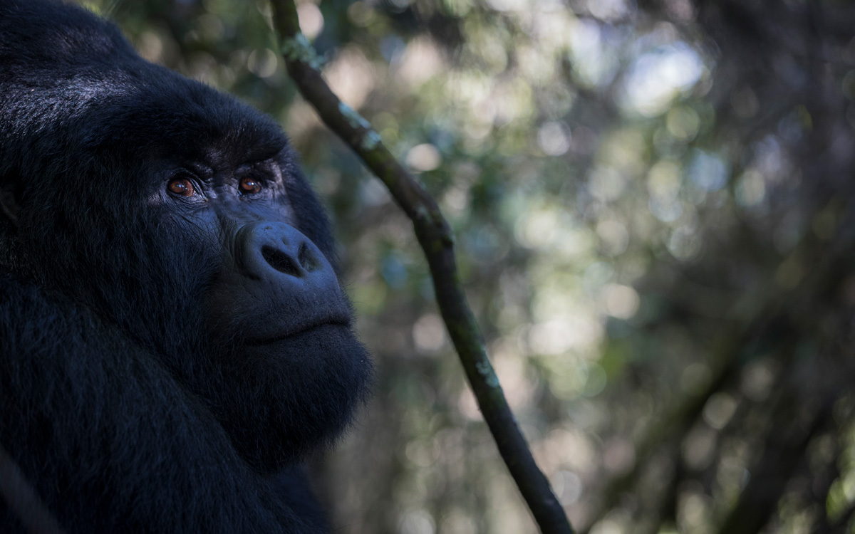 Complimentary Rwanda Gorilla Permit 