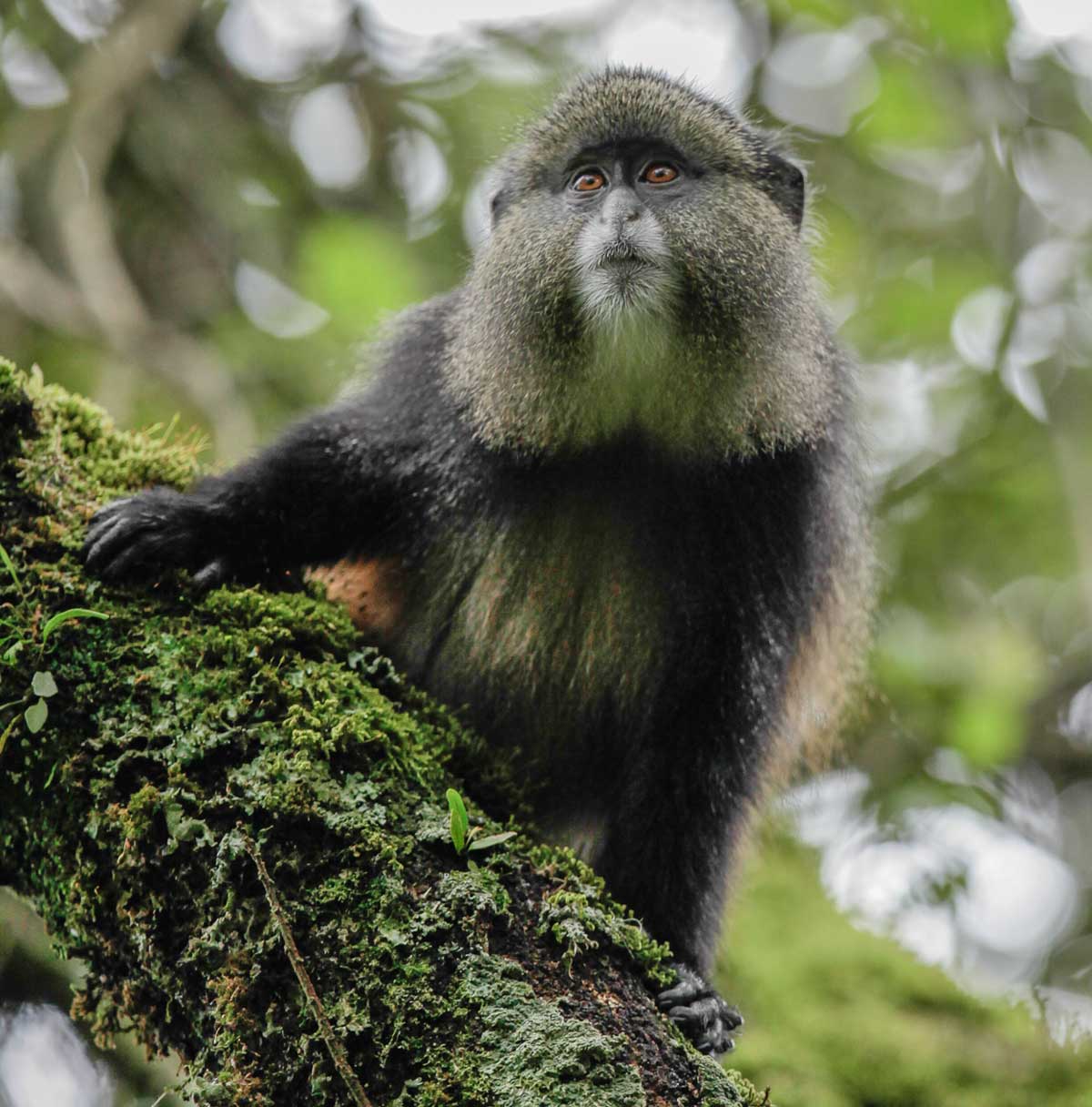 Golden Monkey Tracking
