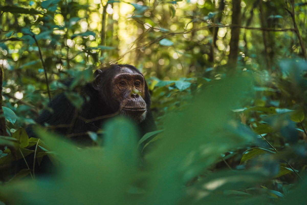 7-night Gorilla and Chimpanzee Safari