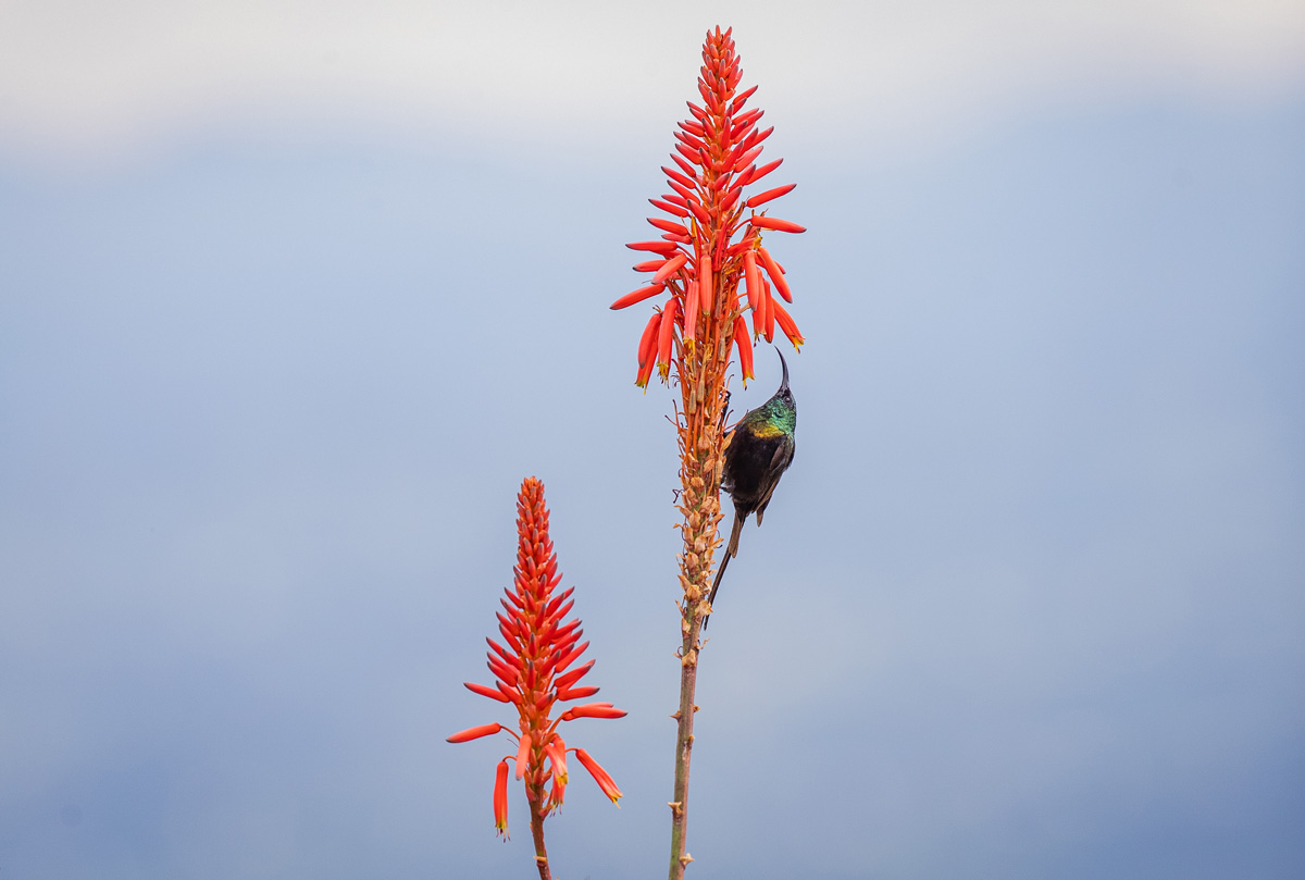 Birding